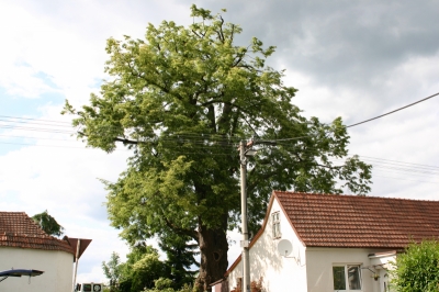 Skřípovská lípa1.jpg