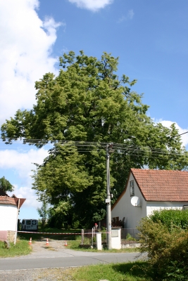 Skřípovská lípa.jpg