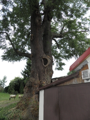 Skřípovská lípa2.jpg