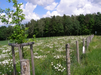 Luková květnatá louka.JPG