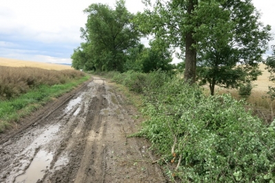 LBC5 Na potoce v k.ú. Letonice - kácení 008.JPG