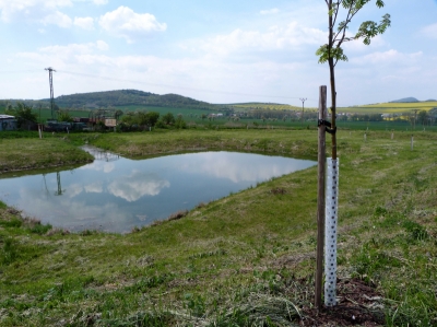 Tůňky v Razicích 1.JPG