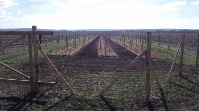 VN2 po výsadbě.jpg