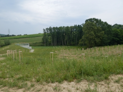 Topolná Komárov 5.JPG