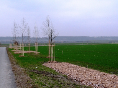 Obr. 3. Víceřadé výsadby v k.ú. Choťovice.JPG