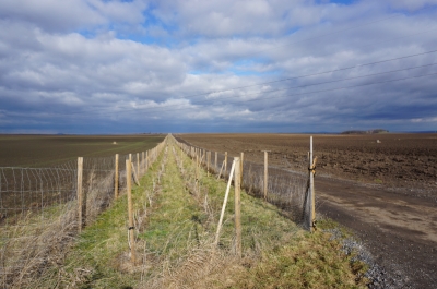 Obr. 5. Liniová  výsadba – větrolam v k.ú. Brázdim.JPG