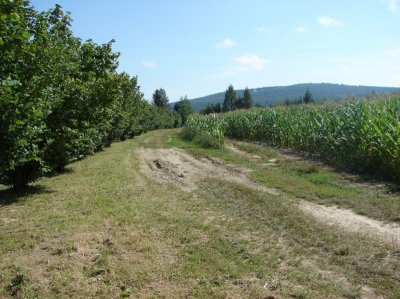 Trasa budoucí zpevněné polní cesty – stav před realizací.jpg