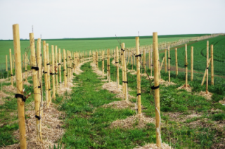 Lokální biokoridor LBK 2.png