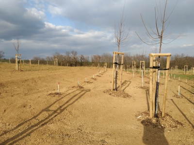 průběh výsadby.jpg