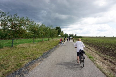 hlavní polní cesta s výsadbou jabloní.jpg