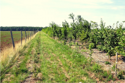 Větrolam VN1 v k.ú. Velký Karlov.png