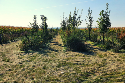 Větrolam VN2 v k.ú. Vrbovec.png