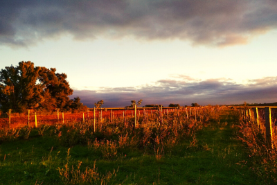 Větrolam VN3 – I. etapa v k.ú. Vrbovec.png