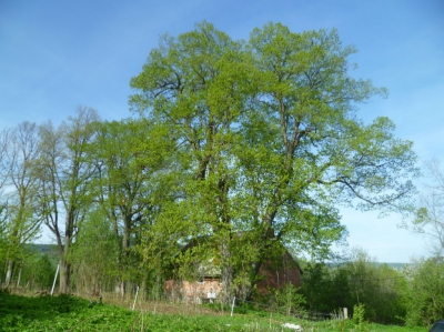 Lípa 1 - původní stav