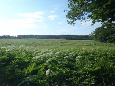 Bolševník velkolepý