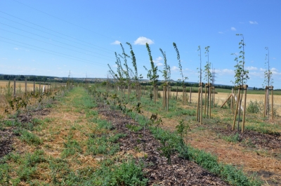 obr. 5 - větrolam - k. ú. Mikulov
