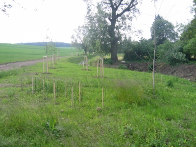 obr. 5 - Nové výsadby v rámci revitalizace Vážanského potoka