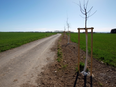 Výsadba stromů v interakčním prvku IPN3