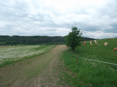 CestaV12_Všeň_před_realizací