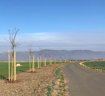 Pesvice po realizaci