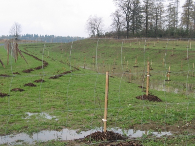 Skřipov mokřad - krátce po dokončení 2004