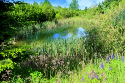 Skřípov mokřad 5/2019