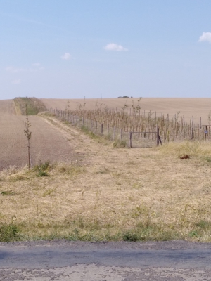 Lokální biokoridor Vítonice