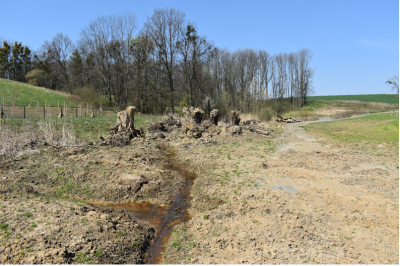 Torza vrbových kmenů v litorální části vodní nádrže N2