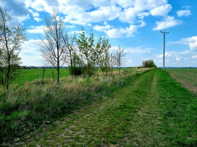 Travnatá cesta a větrolam v rámci KoPÚ v k.ú. Bobnice