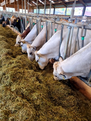 Piemontský skot na farmě Seletický Dvůr