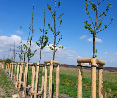 Moutnice výsadba.png