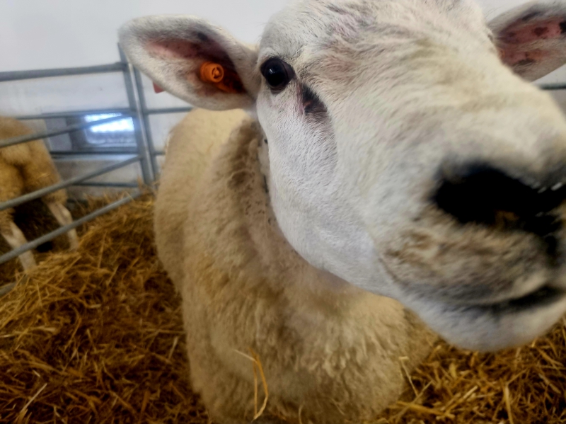 Země živitelka 2023 - ovce