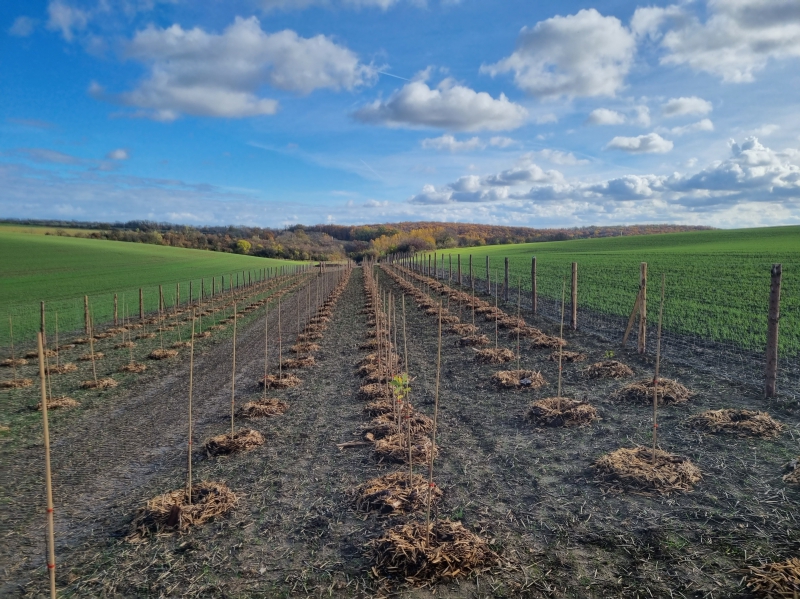 LBK 72 v k.ú. Nebužely - pod tratí