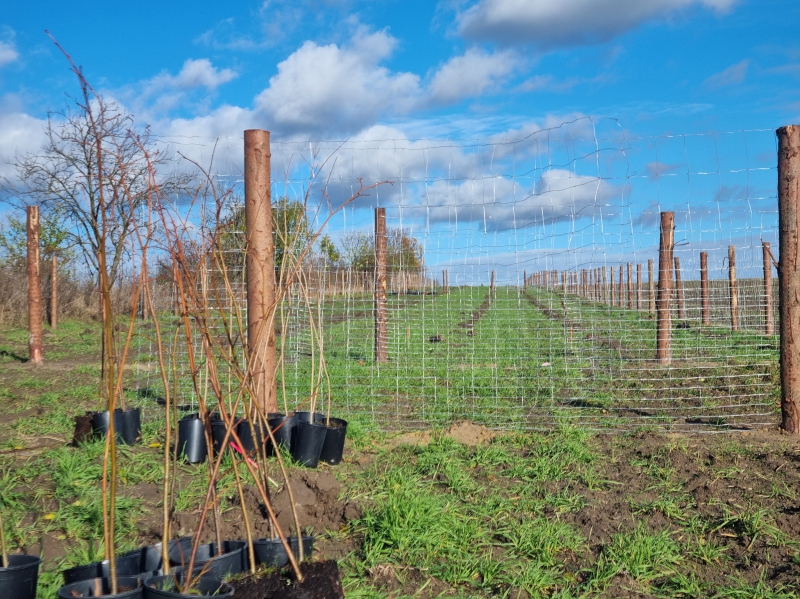 Výsadba větrolamu k.ú. Velký Borek