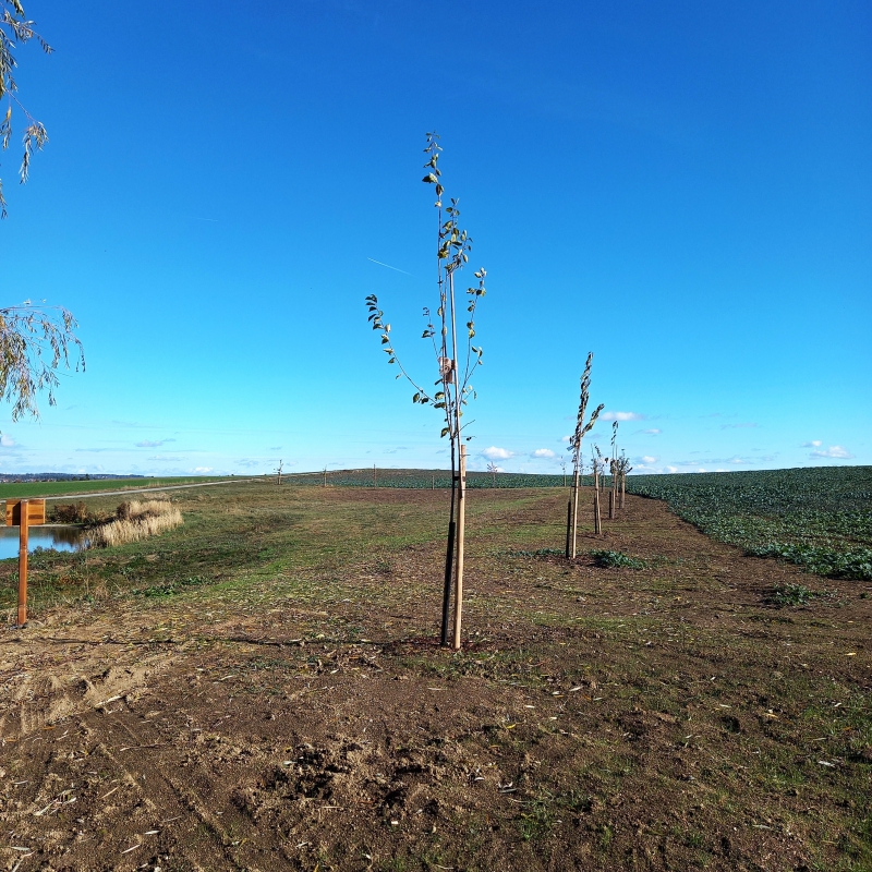 Výsadba v okolí tůně v k.ú. Pozďátky