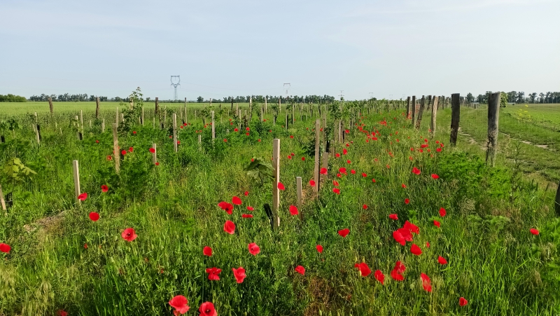 Větrolam v Kosticích v roce 2023 před posekem