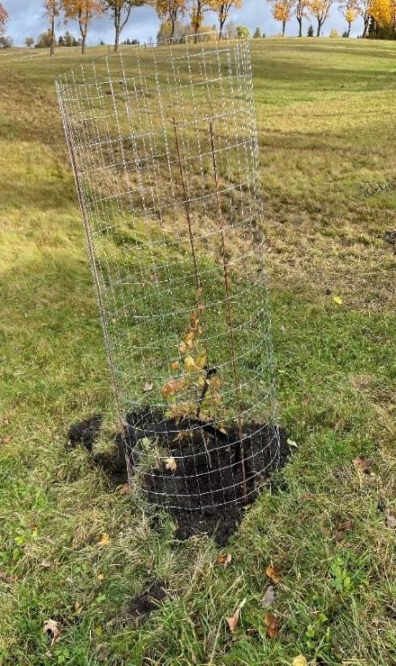 Výsadba stromů v k.ú. Vejprty