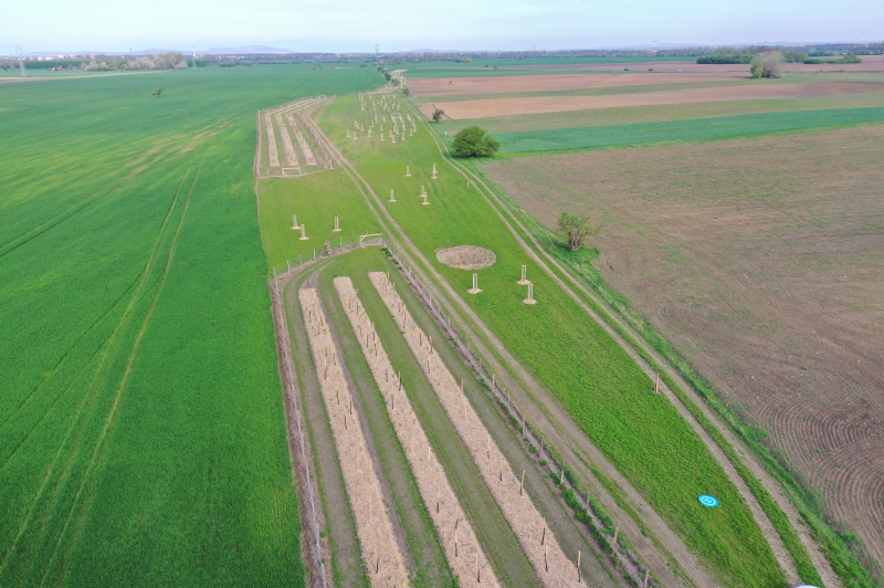 Čerstvě vysázený větrolam v k.ú. Kostice