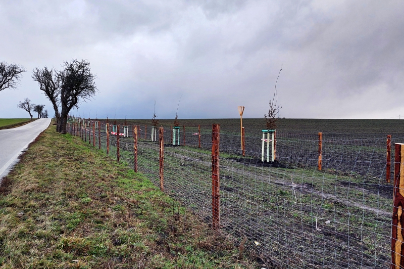 Libořice a Železná u Libořic_Po realizaci - větrolam