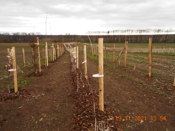 Větrolam Všehrdy 19.11.2021