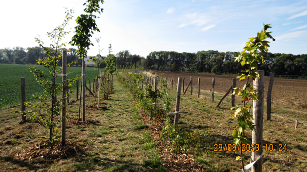 Větrolam Všehrdy 29.9.2023