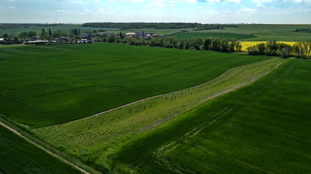 Větrolam Všehrdy podzim 2023