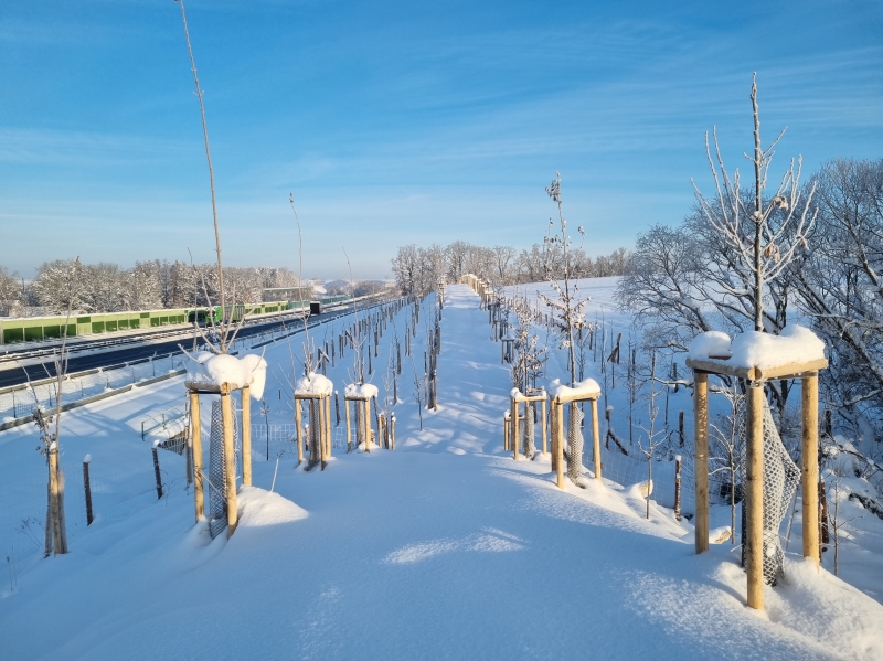 Výsadba Zvěrotice prosinec 2023.jpg