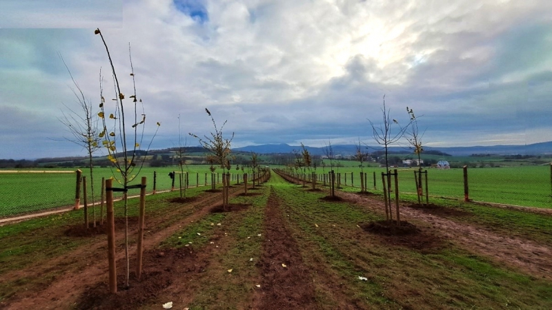 Větrolam u Kladrub.jpg