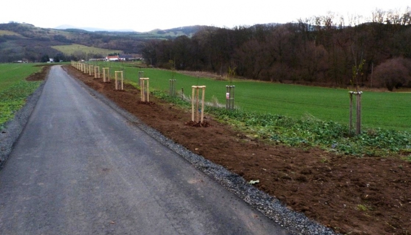 Liniová výsadba ovocných dřevin v Kučlíně