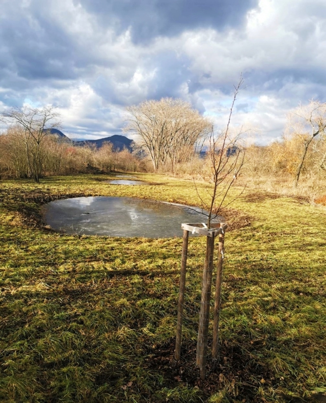 Tůně s doprovodnou výsadbou v LBC 2 (k.ú. Chouč, obec Hrobčice)