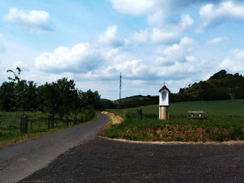 Duby u polní cesty C10B vedoucí z Brozánek (obec Řehlovice) do Malhostic