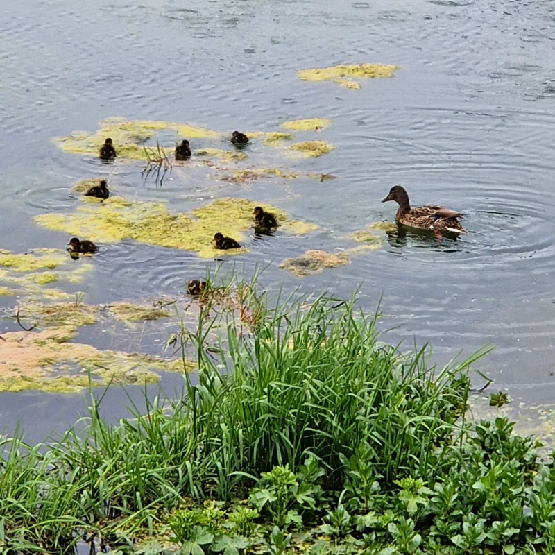 2024042024_Hrusky_ZS Slunicko (27).png