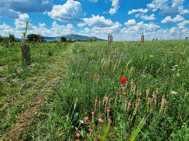 BK a BC v k.ú. Šakvice