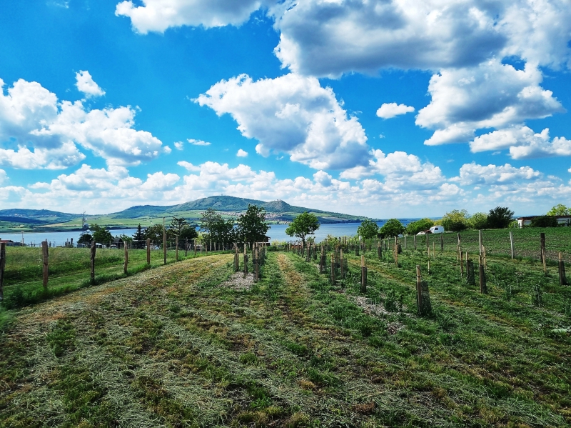 BK a BC v k.ú. Šakvice